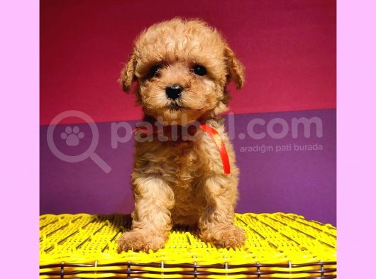 Uygun Anne Altından Toy Poodlelar görsel