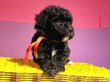 Uygun Anne Altından Toy Poodlelar