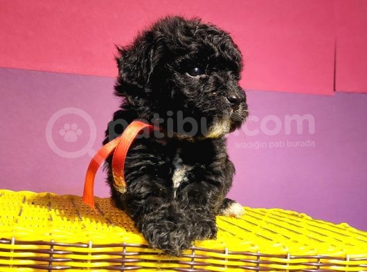Uygun Anne Altından Toy Poodlelar görsel