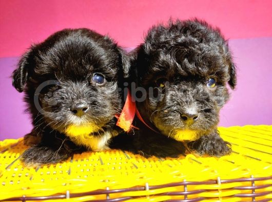 Uygun Anne Altından Toy Poodlelar görsel