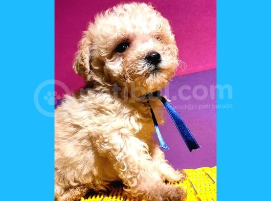 Uygun Anne Altından Toy Poodlelar görsel
