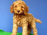 A Class Red Brown Toy Poodle Yavrumuz