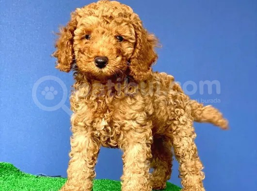 A Class Red Brown Toy Poodle Yavrumuz görsel