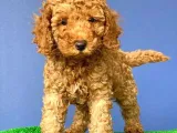 A Class Red Brown Toy Poodle Yavrumuz