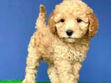 Koyu Apricot Dişi Toypoodle Yavrumuz