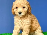 Koyu Apricot Dişi Toypoodle Yavrumuz