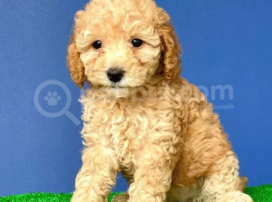 Koyu Apricot Dişi Toypoodle Yavrumuz