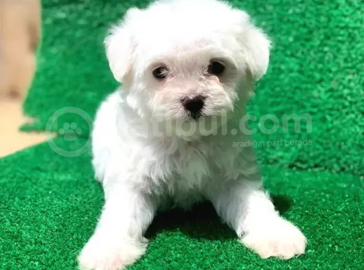Irk Güzeli Maltese Yavrularımız görsel