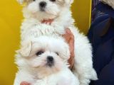 Maltese Terri̇er Yavrulari