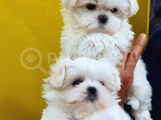 Maltese Terri̇er Yavrulari görsel