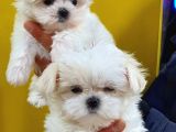 Maltese Terri̇er Yavrulari