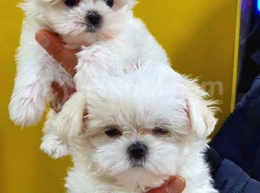 Maltese Terri̇er Yavrulari görsel