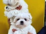 Maltese Terri̇er Yavrulari