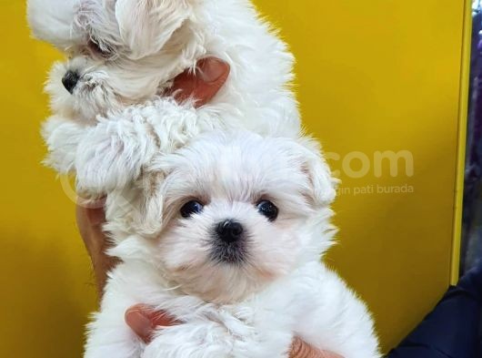 Maltese Terri̇er Yavrulari görsel