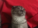 Scottish Fold Smoke Yavru