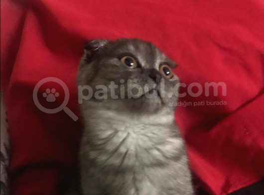Scottish Fold Smoke Yavru