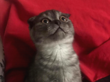 Scottish Fold Smoke Yavru