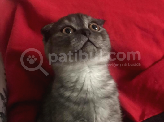 Scottish Fold Smoke Yavru görsel