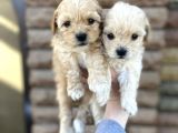 Mix Irk Sevimli Yavrular Maltipoo Yavrular