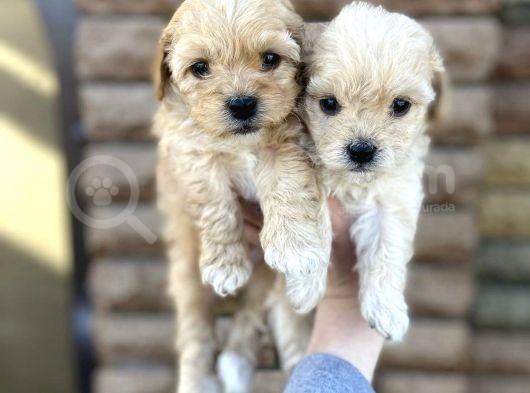 Mix Irk Sevimli Yavrular Maltipoo Yavrular
