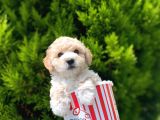 Irkinin En İyi̇ Malti̇poo Yavrulari̇