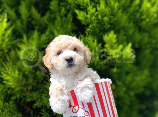 Irkinin En İyi̇ Malti̇poo Yavrulari̇ görsel