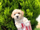 Irkinin En İyi̇ Malti̇poo Yavrulari̇
