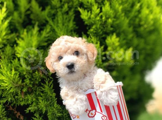 Irkinin En İyi̇ Malti̇poo Yavrulari̇ görsel