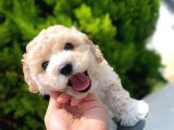 Irkinin En İyi̇ Malti̇poo Yavrulari̇