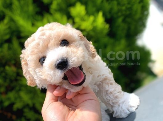 Irkinin En İyi̇ Malti̇poo Yavrulari̇