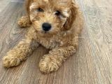 Toy Poodle Dişi