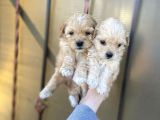 Mix Irk Sevimli Yavrular Maltipoo Yavrular