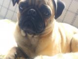 Balıkesir Merkezde Pug