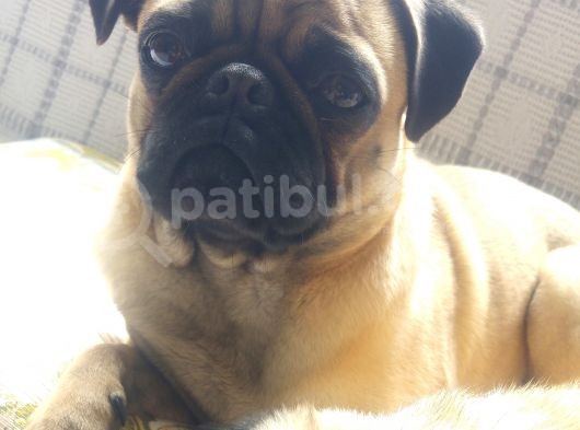 Balıkesir Merkezde Pug görsel
