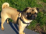 Balıkesir Merkezde Pug