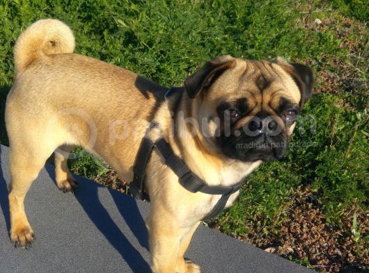 Balıkesir Merkezde Pug görsel