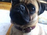 Balıkesir Merkezde Pug