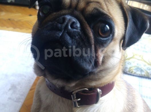Balıkesir Merkezde Pug görsel