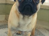 Balıkesir Merkezde Pug