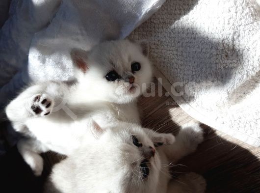 Safkan British Shorthair Yavrular görsel