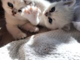 Safkan British Shorthair Yavrular