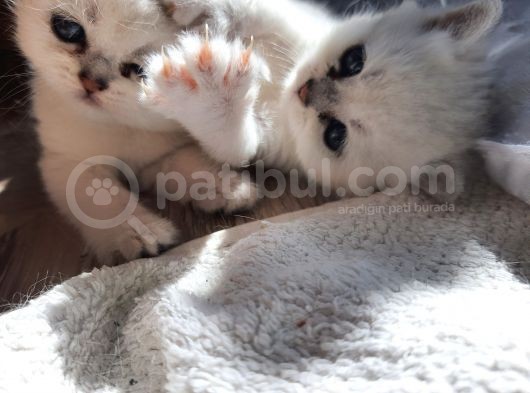 Safkan British Shorthair Yavrular görsel