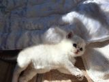 Safkan British Shorthair Yavrular