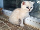 Safkan British Shorthair Yavrular