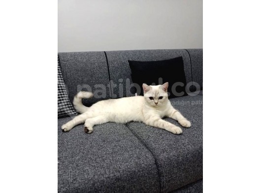British Shorthair görsel