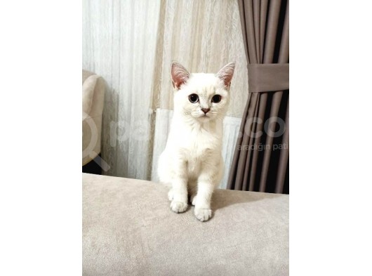 British Shorthair görsel