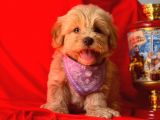 Orji̇nal Malti̇po Yavru