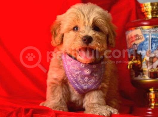 Orji̇nal Malti̇po Yavru görsel