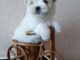 Kar Beyaz Maltese Mini Boy Yavrular