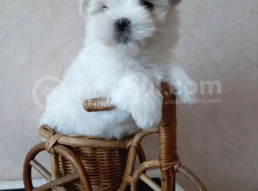 Kar Beyaz Maltese Mini Boy Yavrular